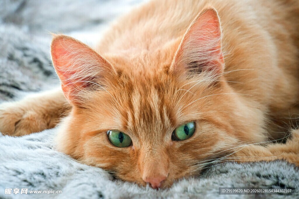 趴着的橘色猫咪