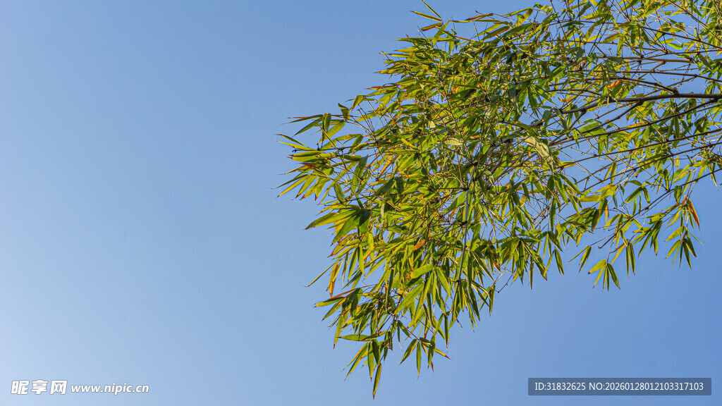 蓝天映衬下的翠绿竹叶