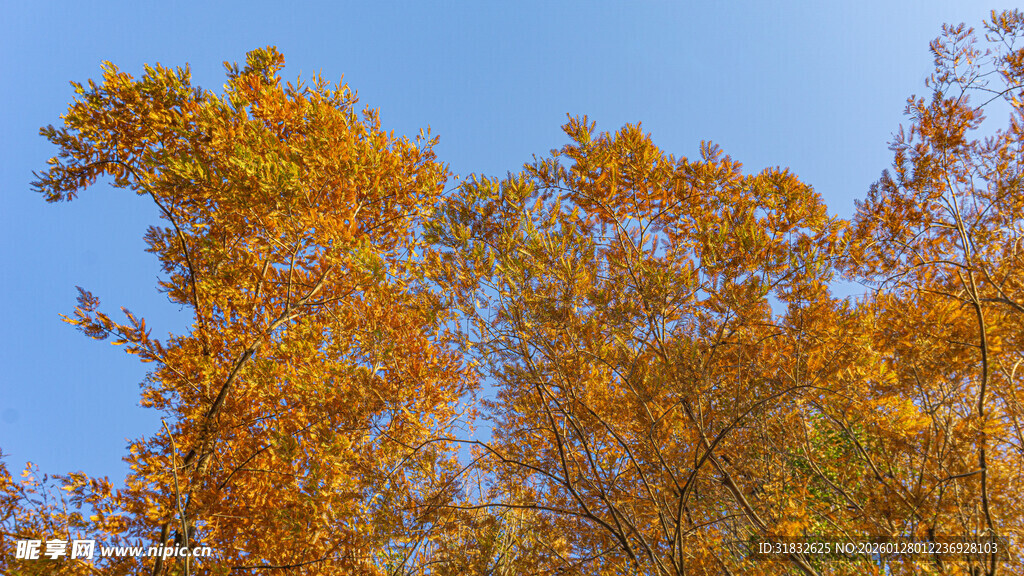 秋日金黄树木映蓝天