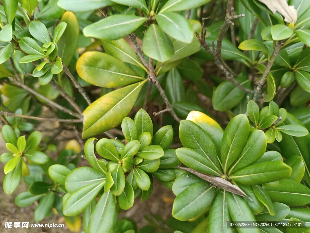 绿叶繁茂的植物景观