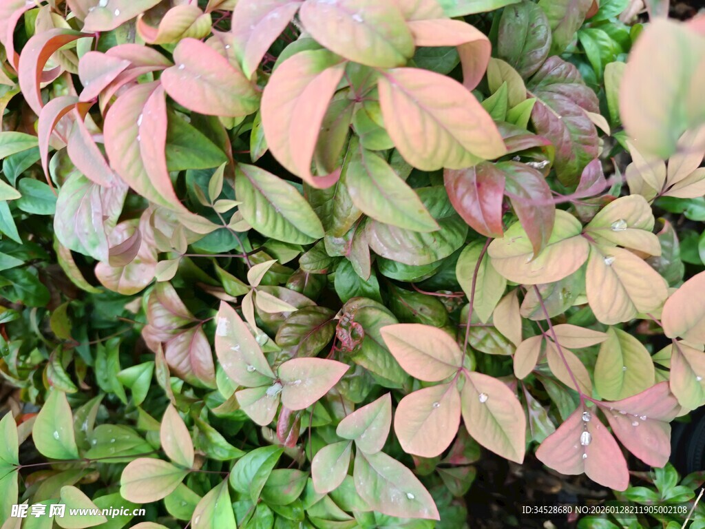 多彩叶片植物特写