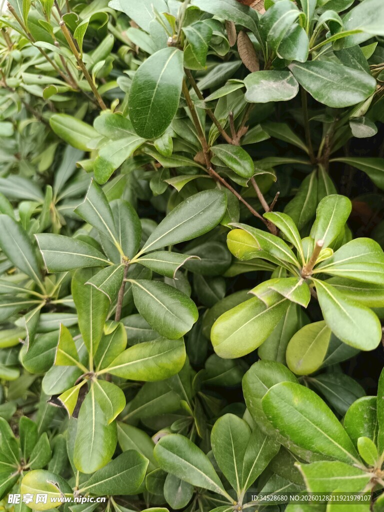 绿叶繁茂的植物景观