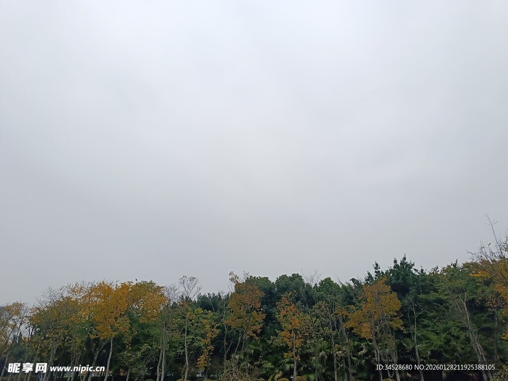 阴天中的多彩树林