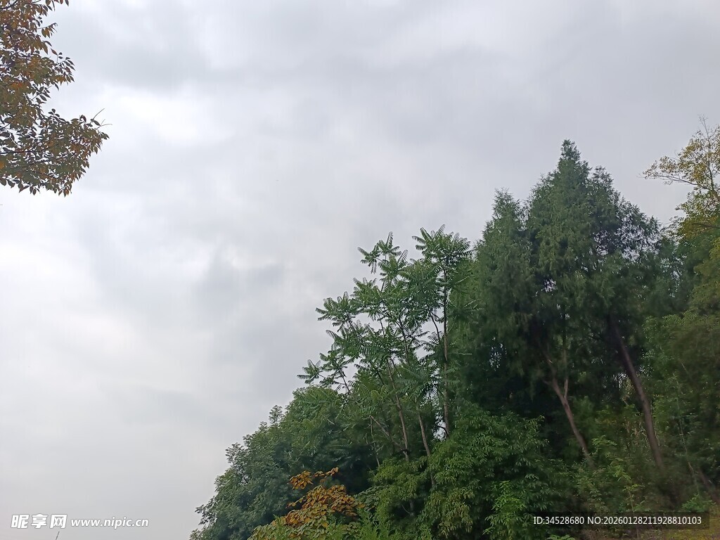 山林云雾中的葱郁树木