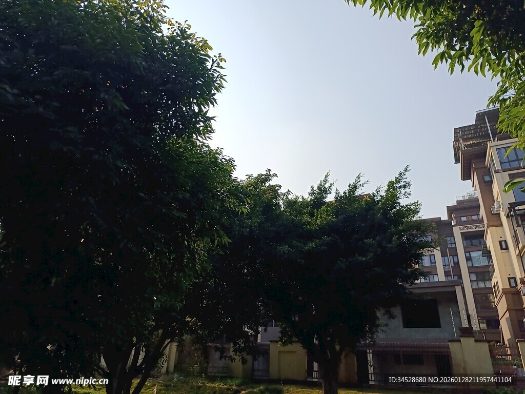 小区绿树环绕的居民楼