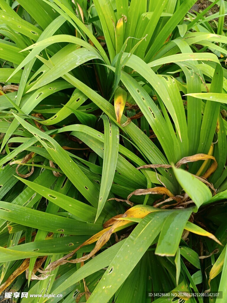 翠绿舒展的细长叶片植物