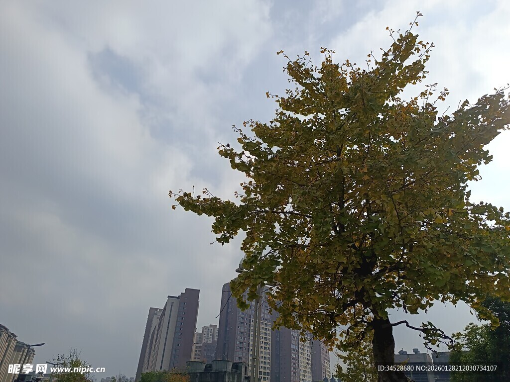 城市中高大树木与高楼