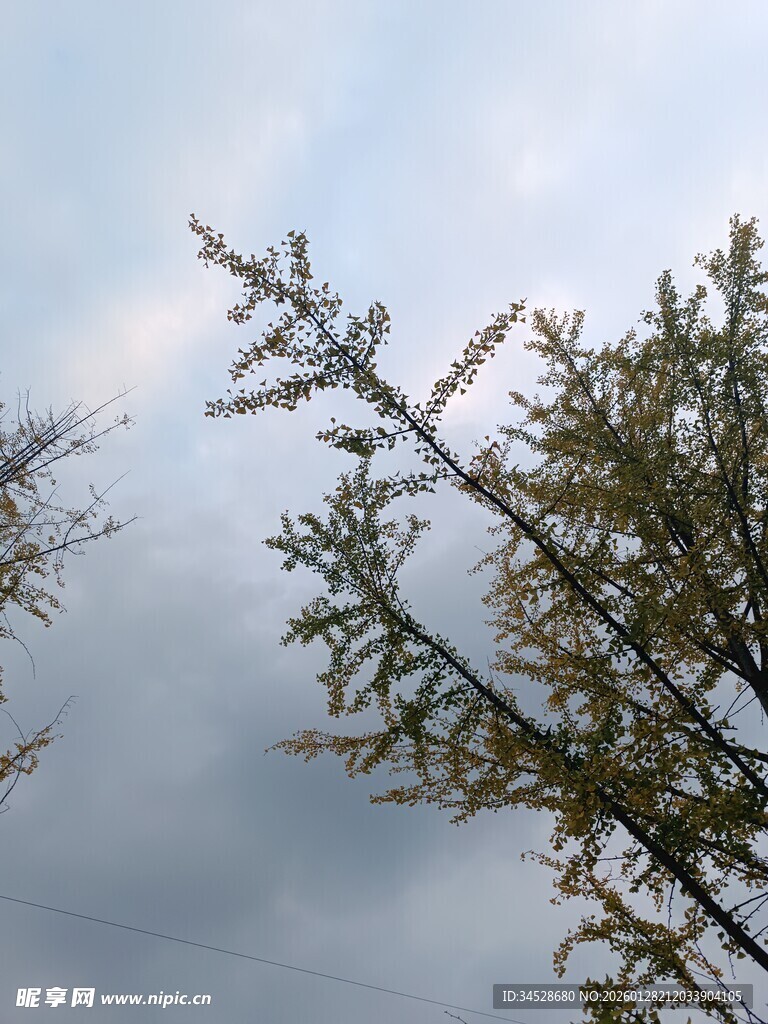 枝头新绿映蓝天