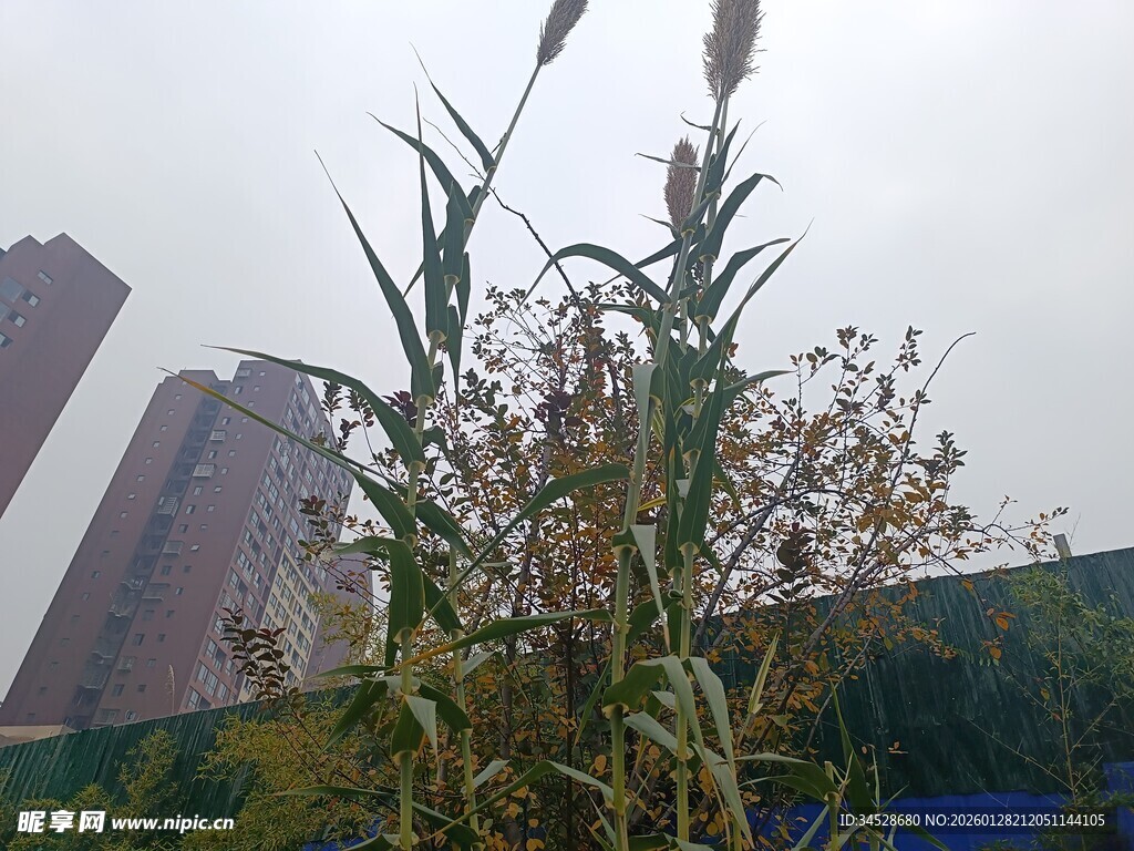 城市中挺立的植物景观
