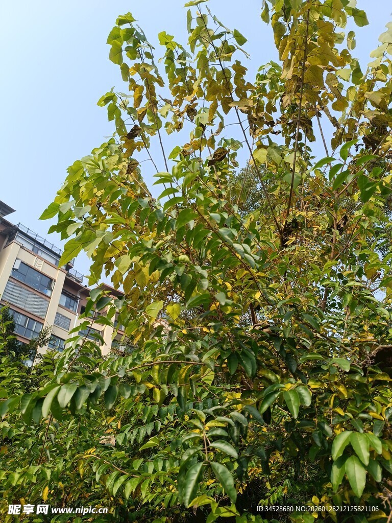 绿叶繁茂的树木