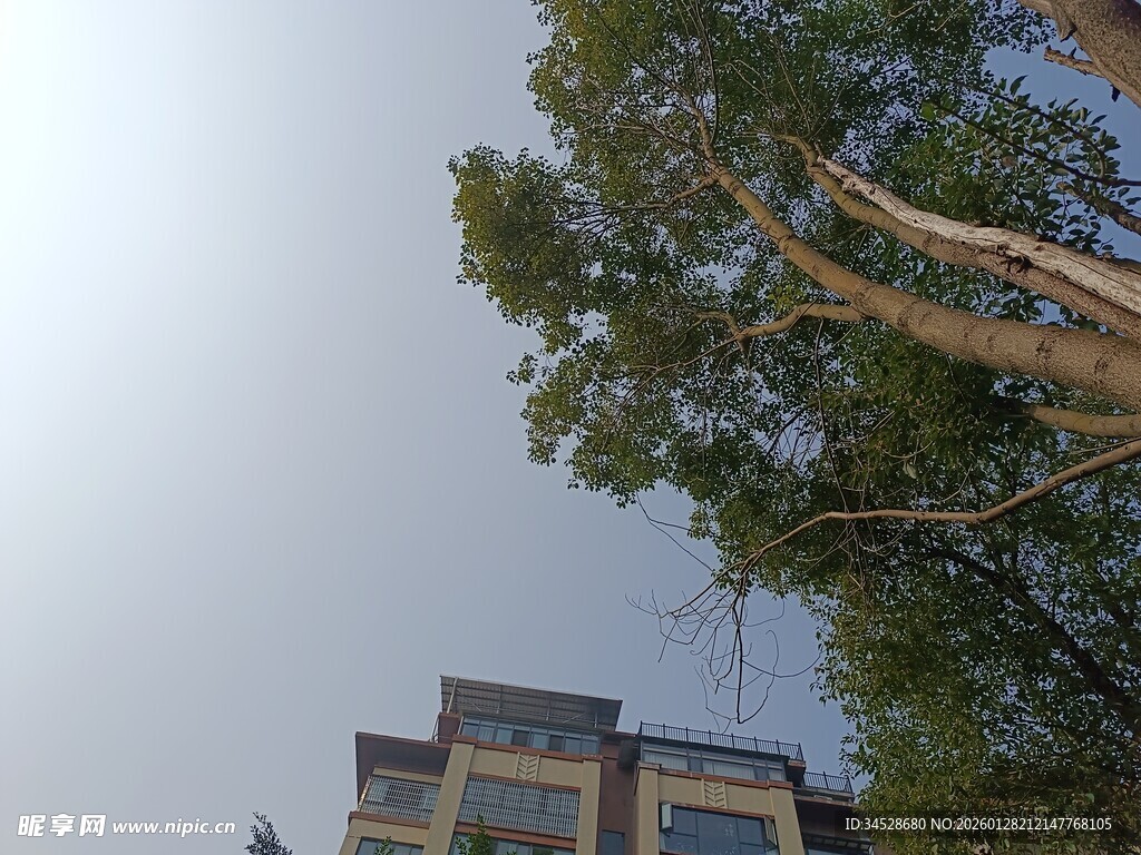 高楼旁茂盛的绿树