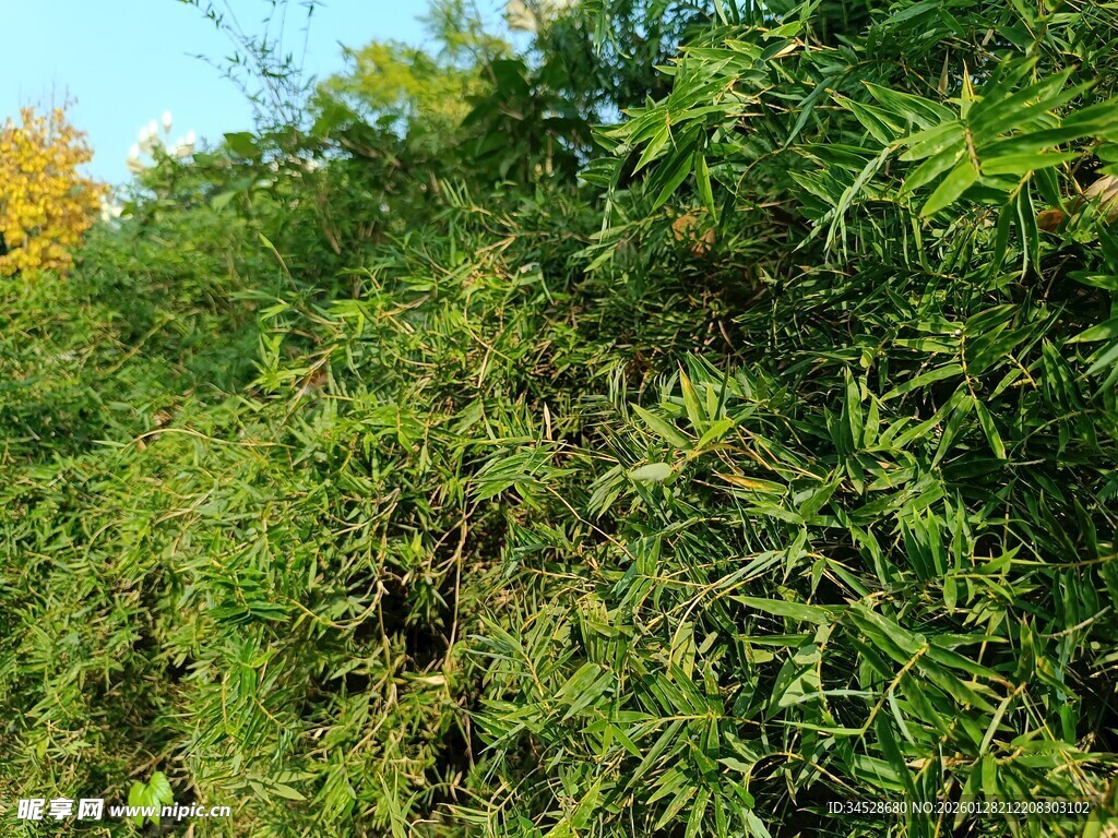 茂密翠绿的植物景观