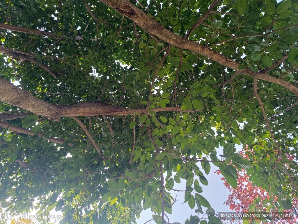 仰视繁茂枝叶间的天空