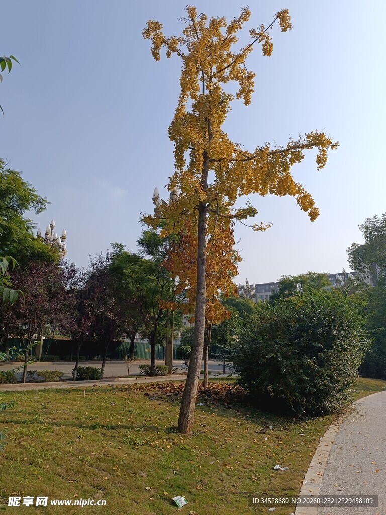 秋日公园中的独株黄叶树
