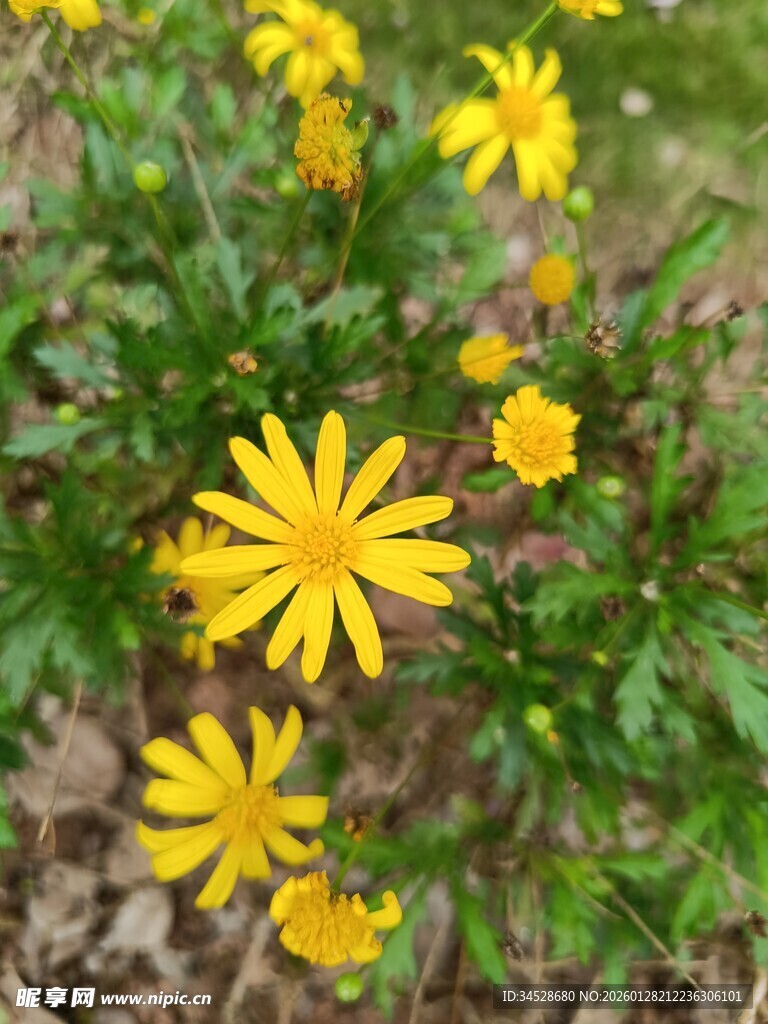 黄色小花绽放于绿叶间