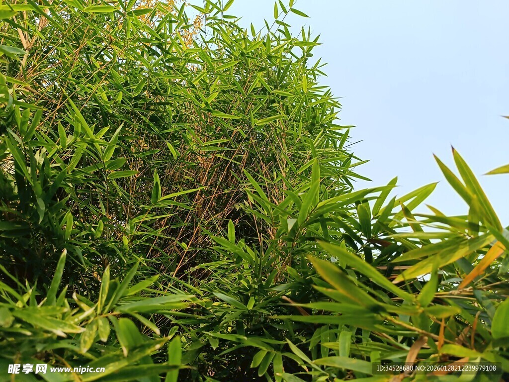 翠绿繁茂的植物景观