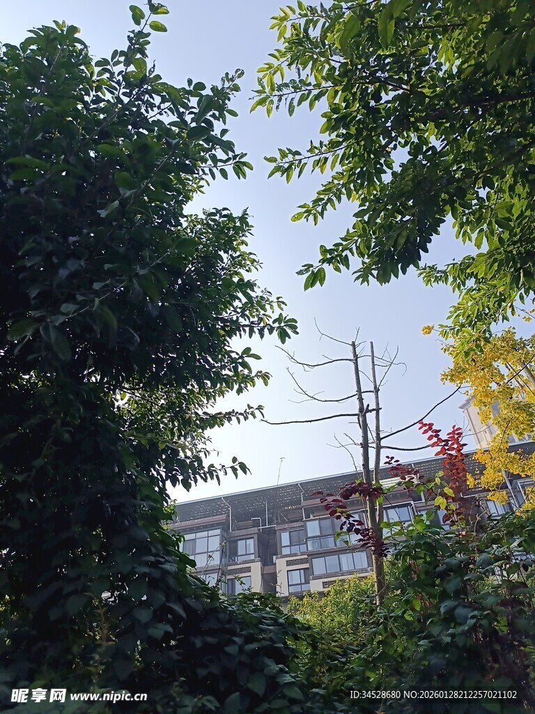 透过枝叶见建筑一角