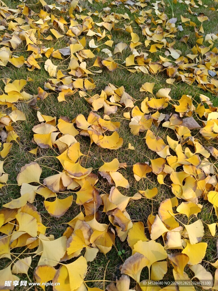 秋日落叶铺满草地