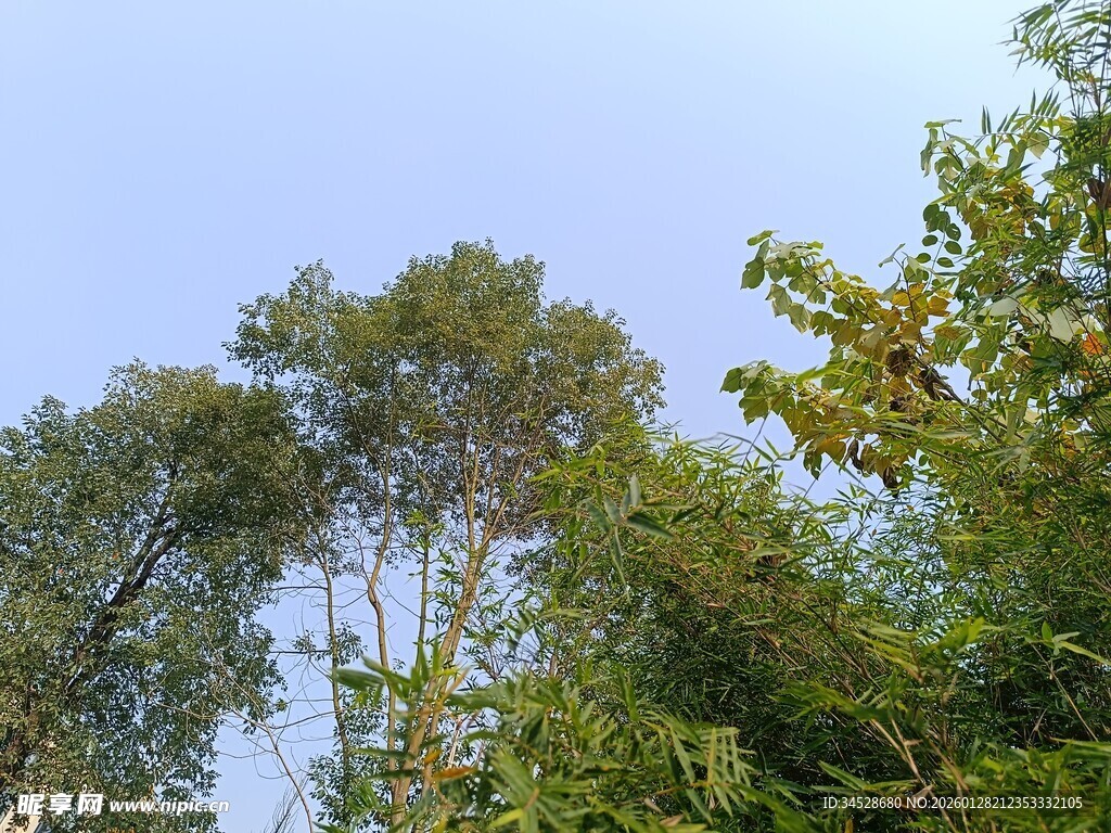 蓝天绿树自然美景