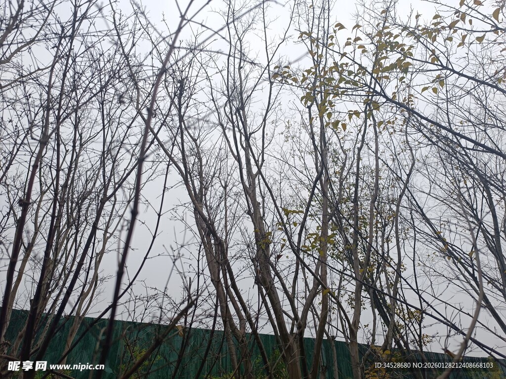 冬日枯树林景象