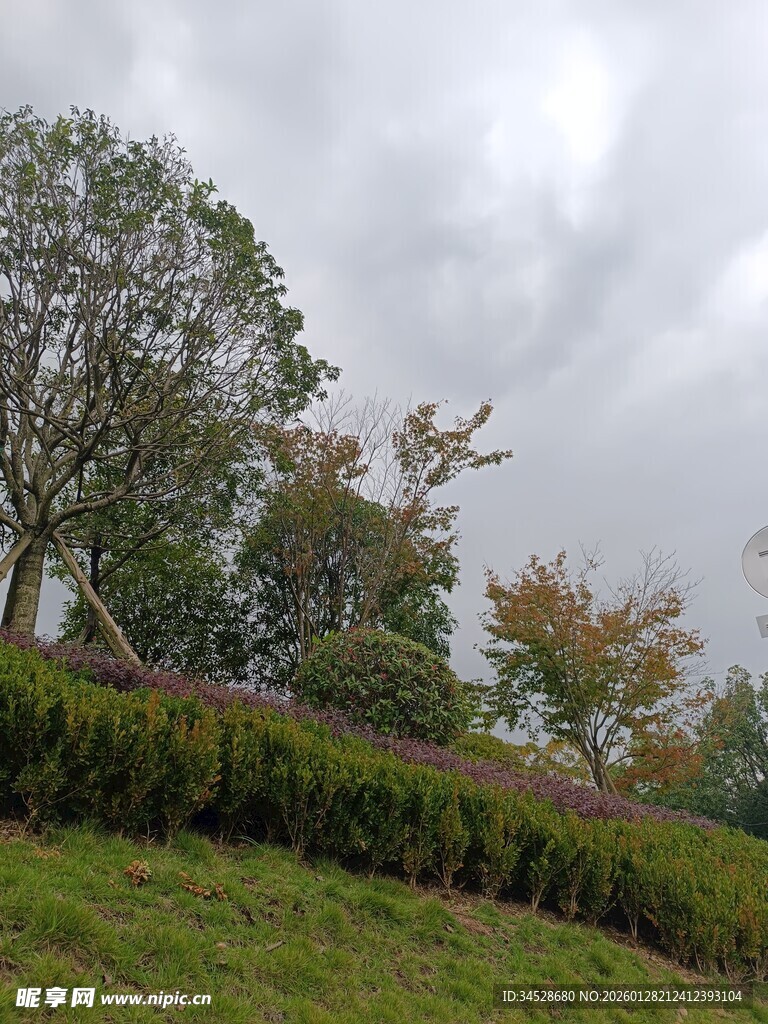 郊外草地树木风景图