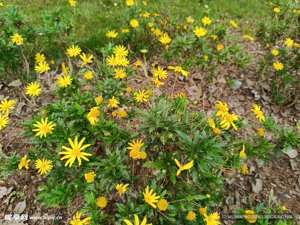 春日绽放的黄色小花