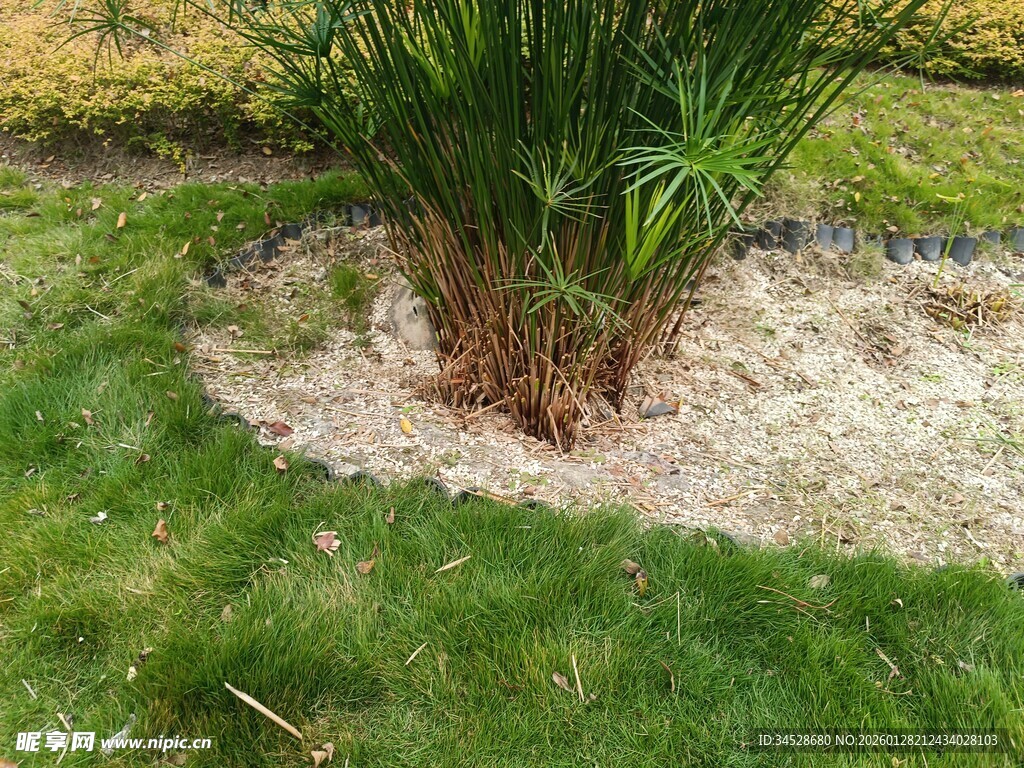 草坪环绕的绿植景观