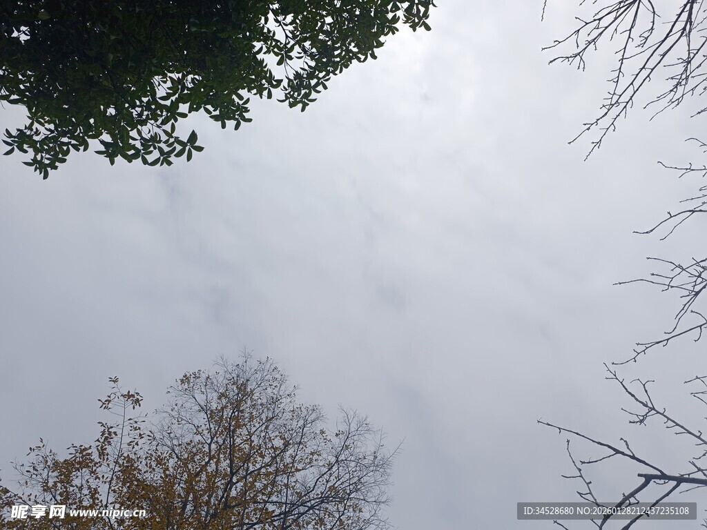 仰视天空中的树木景象