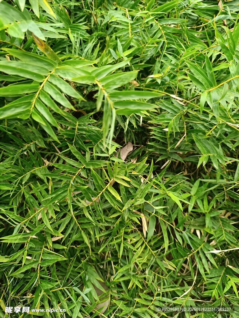 翠绿繁茂的草地植物