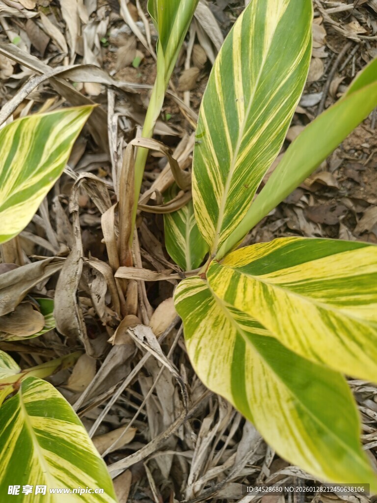 黄绿相间斑纹植物叶片