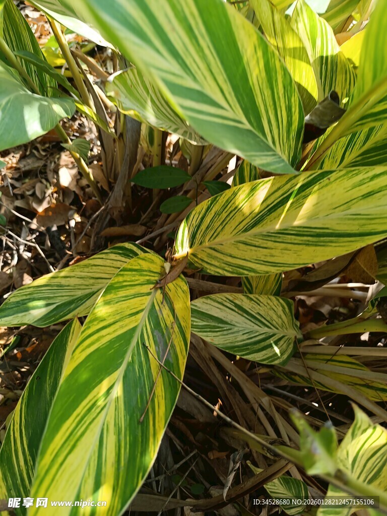 黄绿相间条纹叶片植物