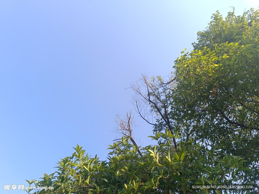 蓝天绿树间的清新景致