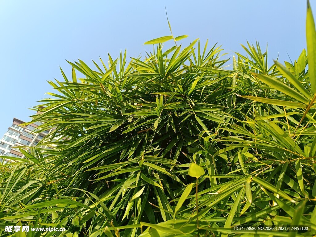 翠绿繁茂的蓬勃竹林