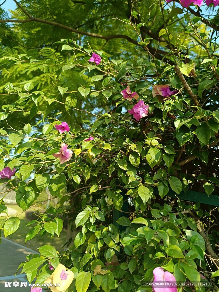 绿叶间绽放的娇艳花朵