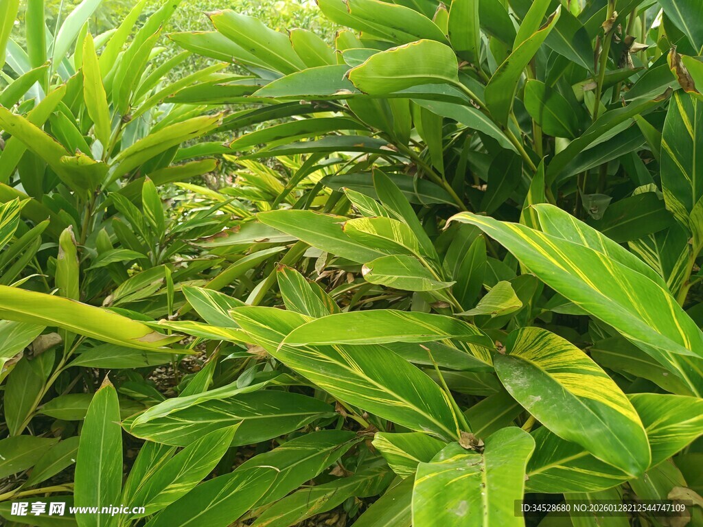 翠绿繁茂的热带植物景观