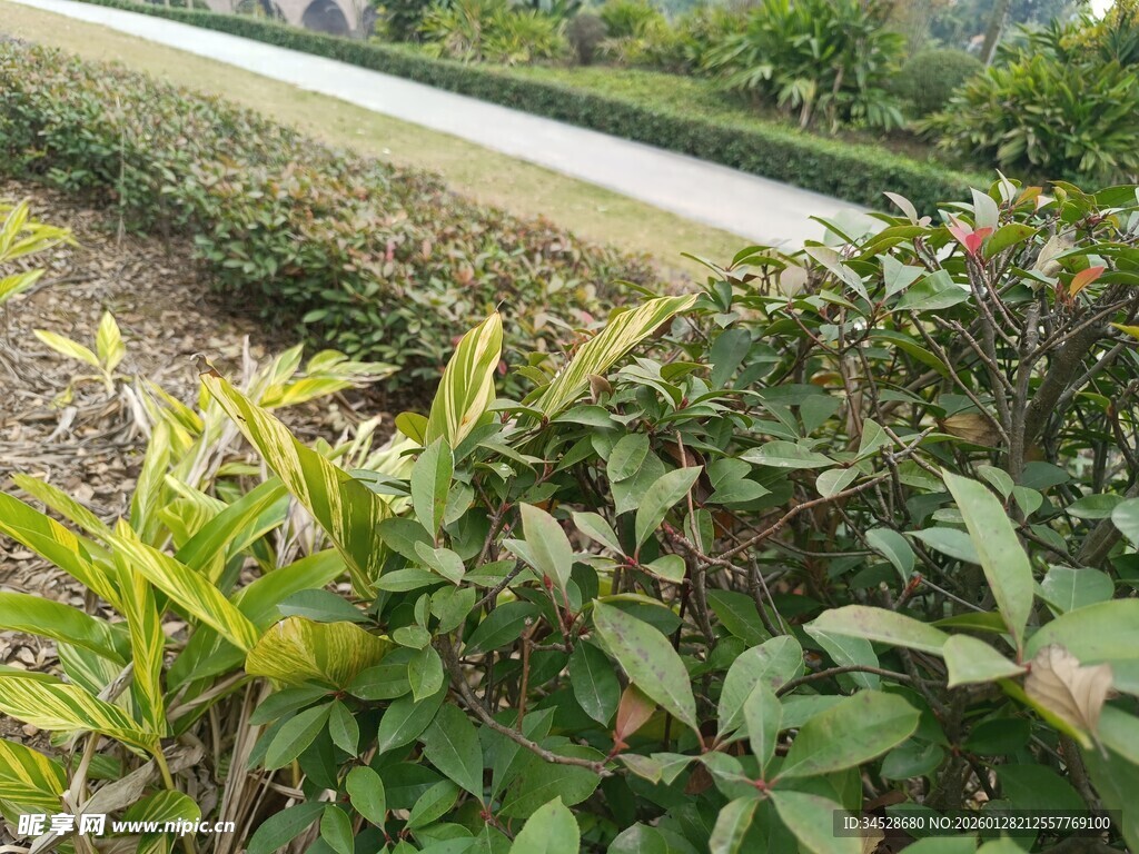 绿意盎然的植物景观