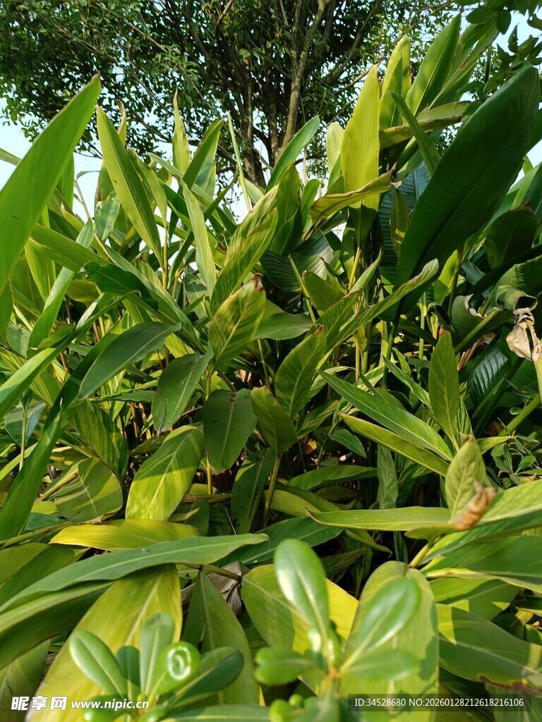 翠绿繁茂的植物景观