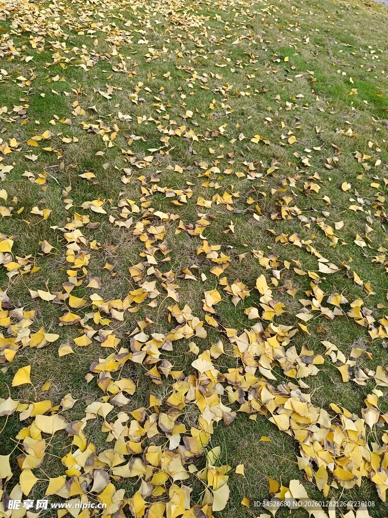 金黄落叶铺满草地