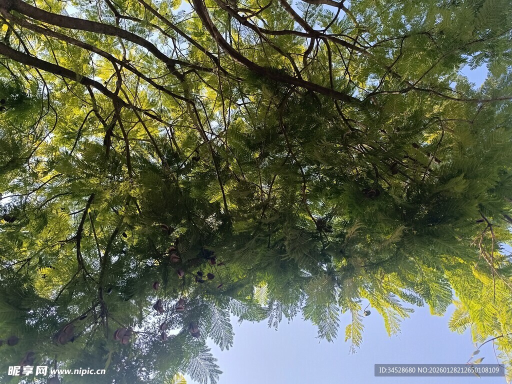 仰视繁茂枝叶的清新景象