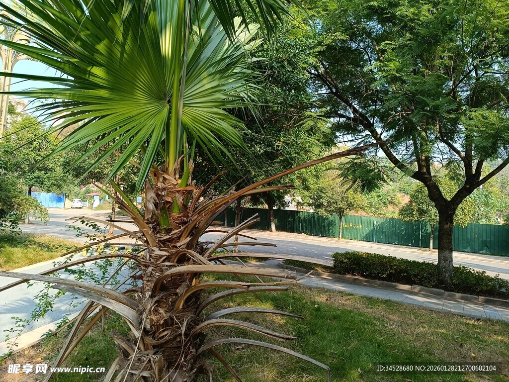 公园中的棕榈树与绿植