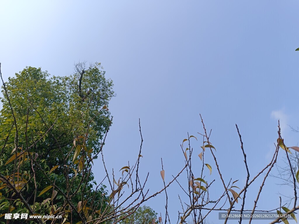 蓝天绿树间的秋日植物