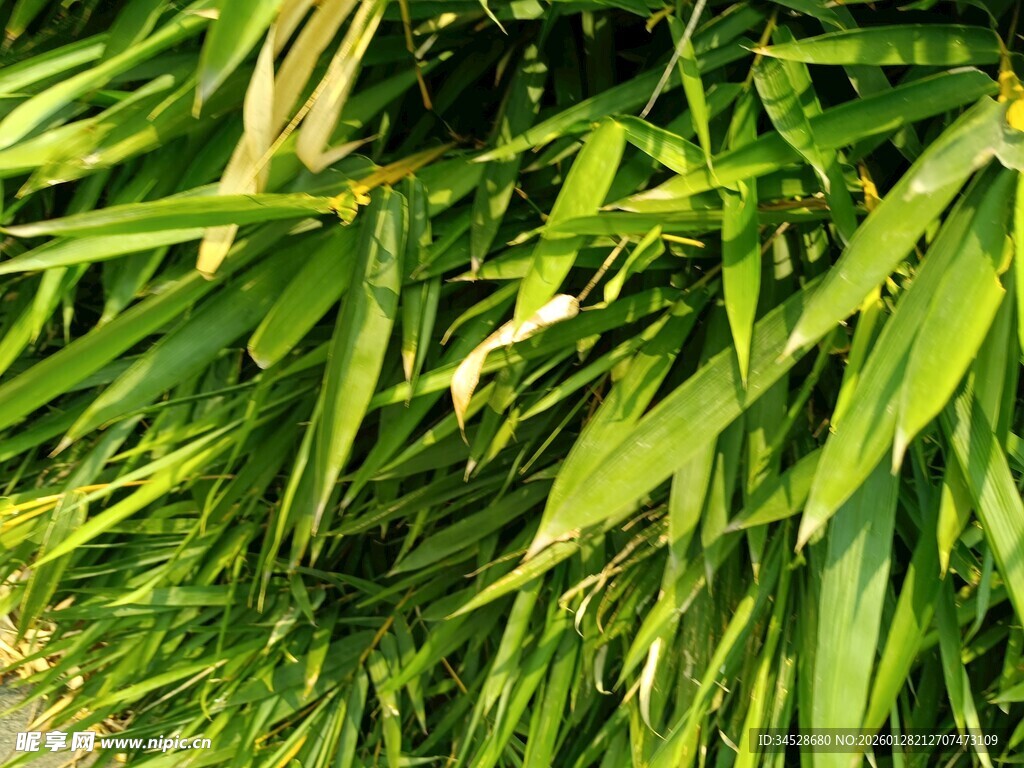 翠绿竹叶特写
