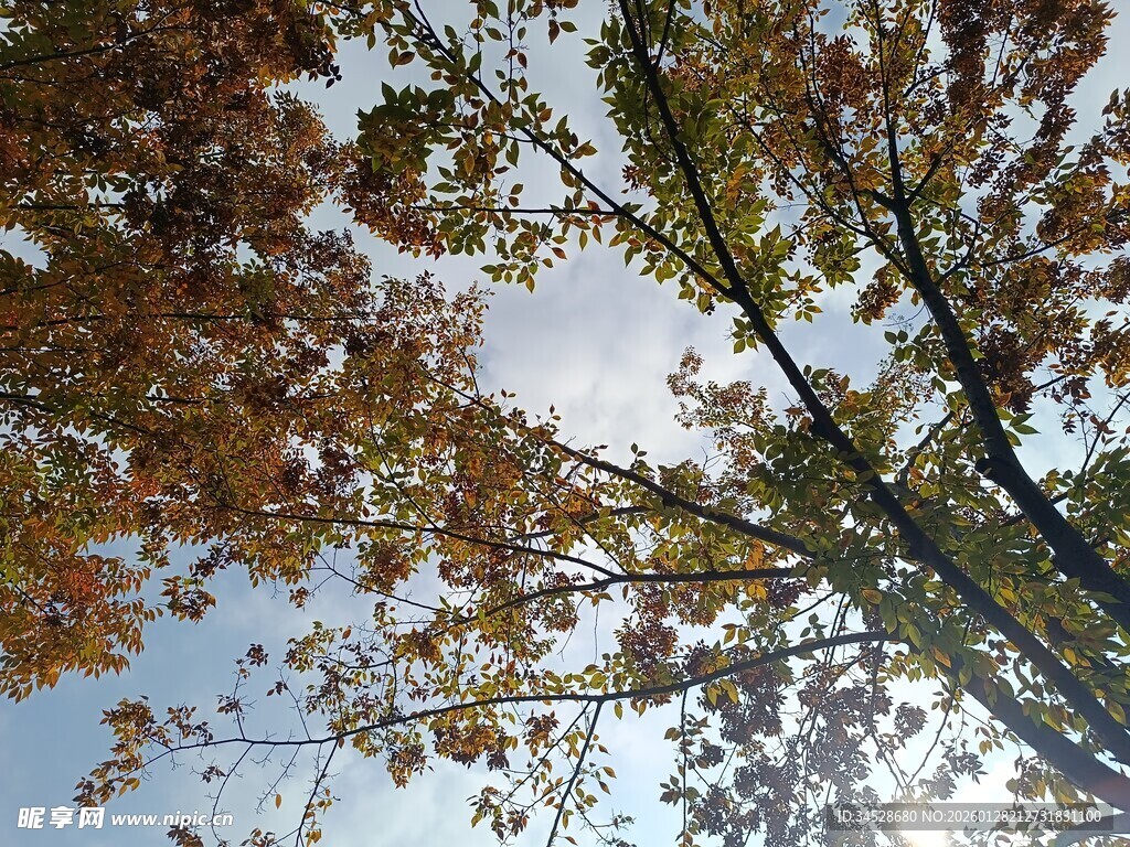 秋日仰拍斑斓树木景致