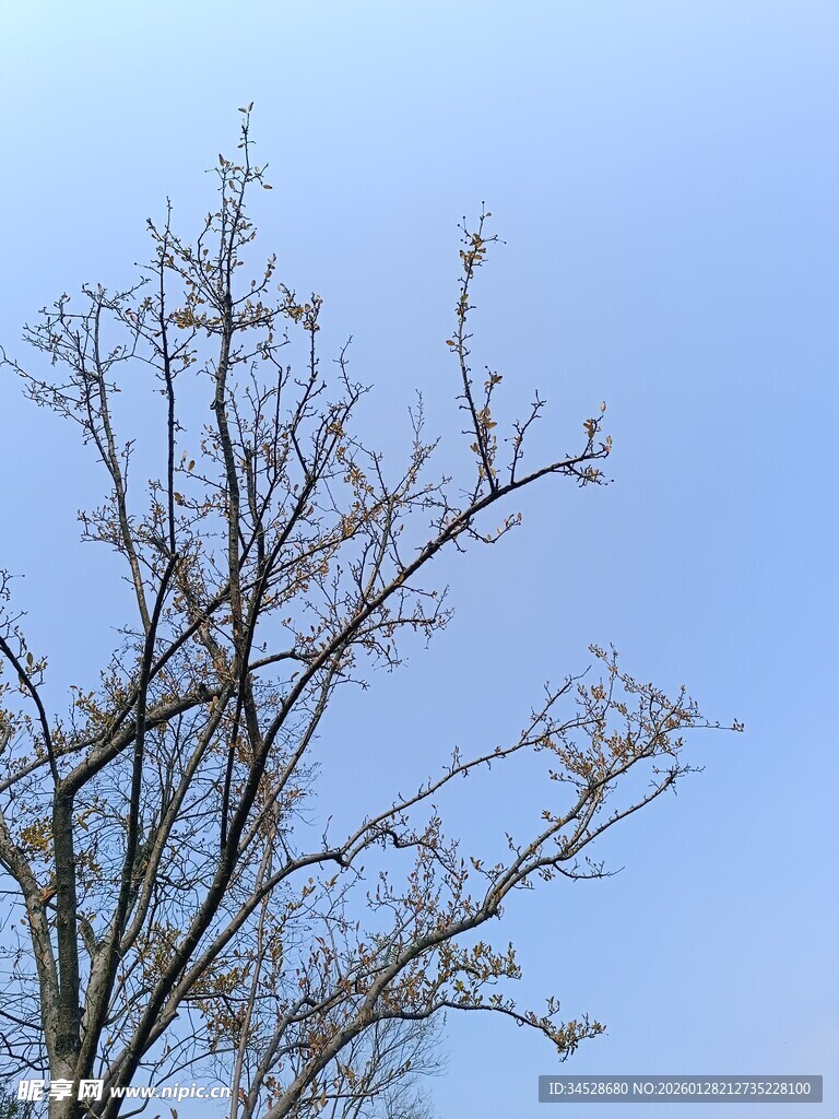 蓝天映衬下的光秃树枝