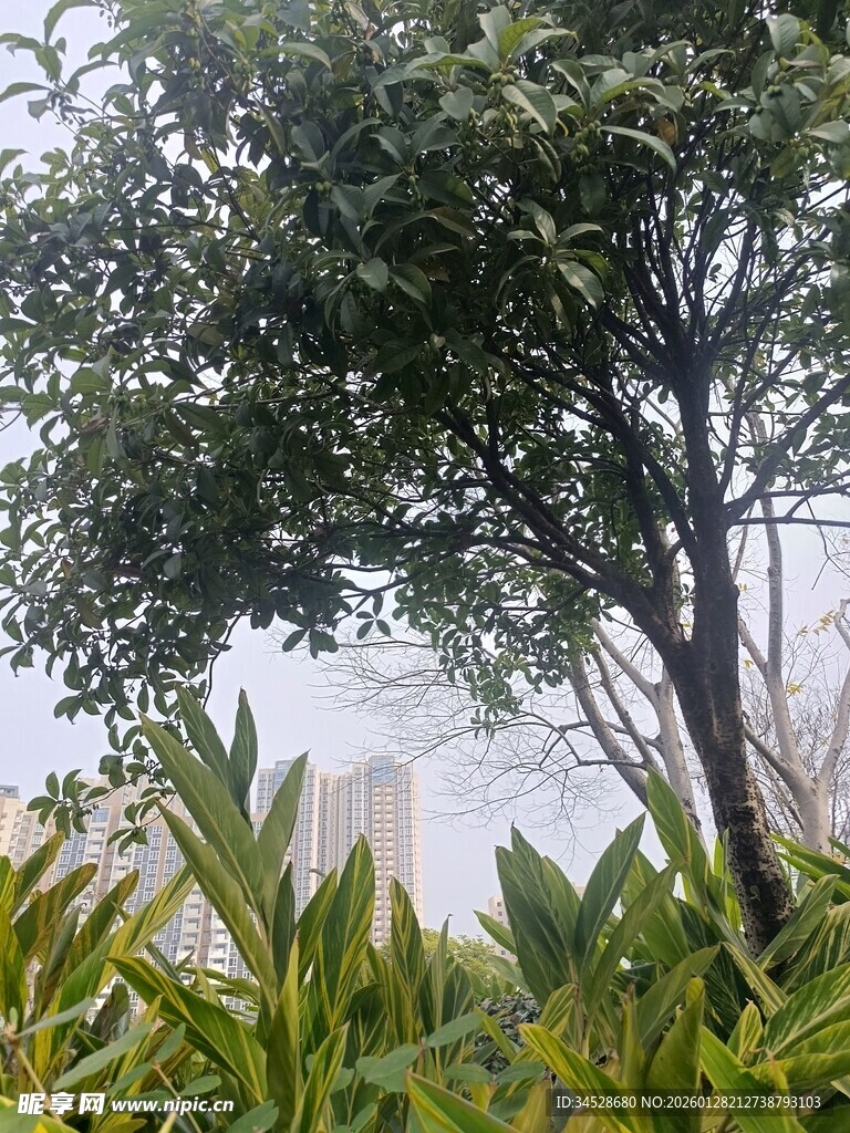 林间绿植与朦胧远景