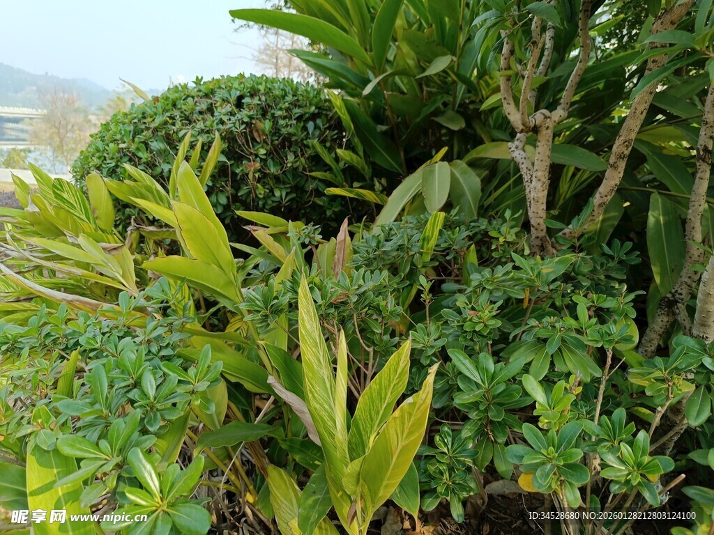 多样绿植景观