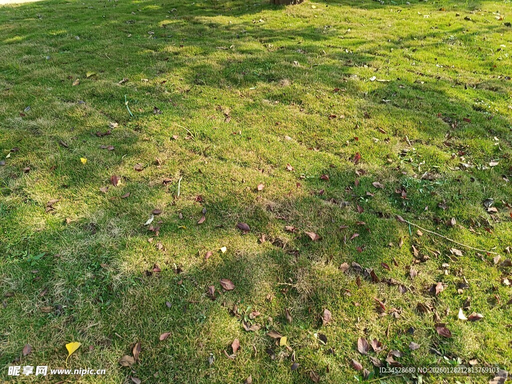 阳光下的翠绿草地