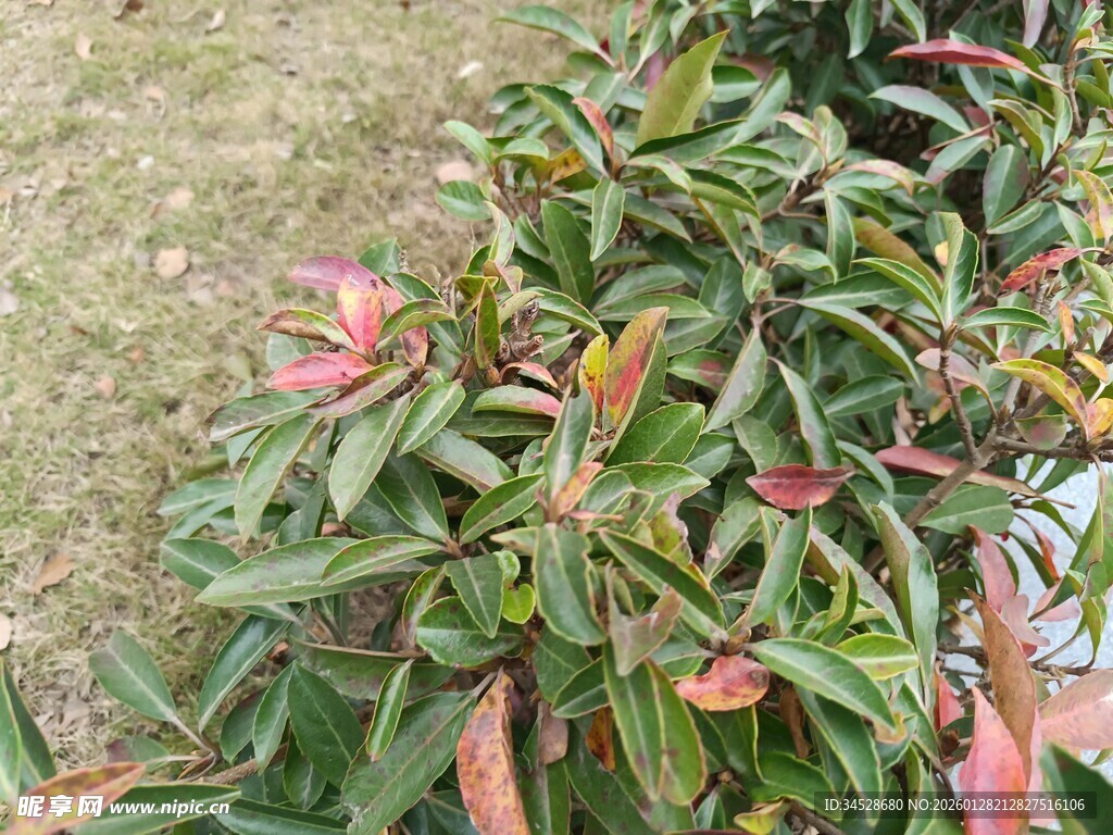 多彩叶片植物特写