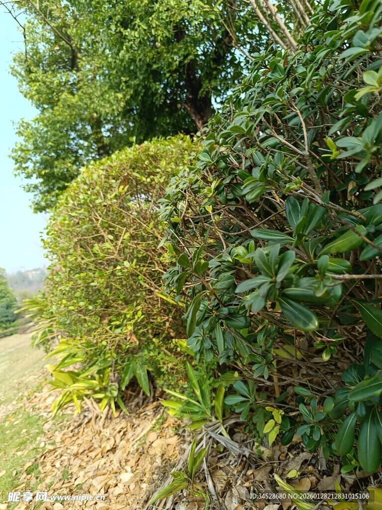 绿意盎然的灌木丛景观