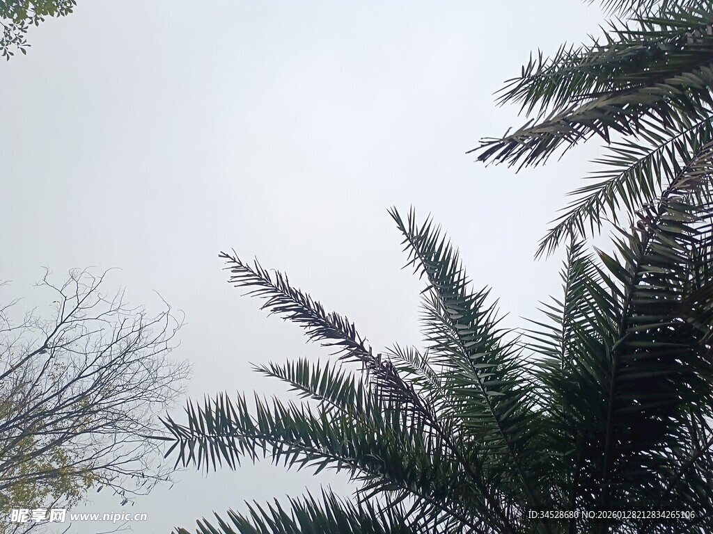 仰视棕榈树枝与天空